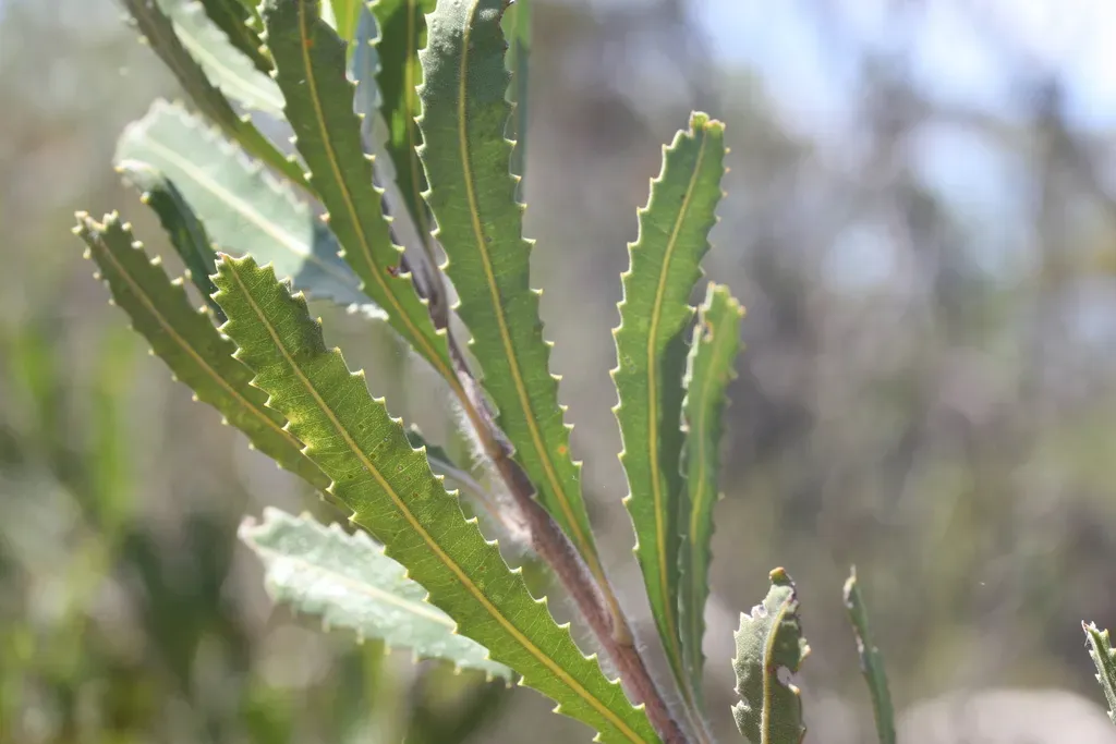 Banksia Laevigata