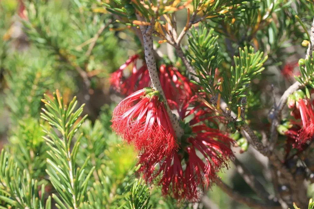 Limestone Honey-myrtle