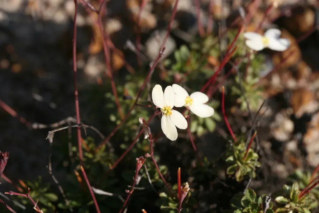 Stylidium Rupestre