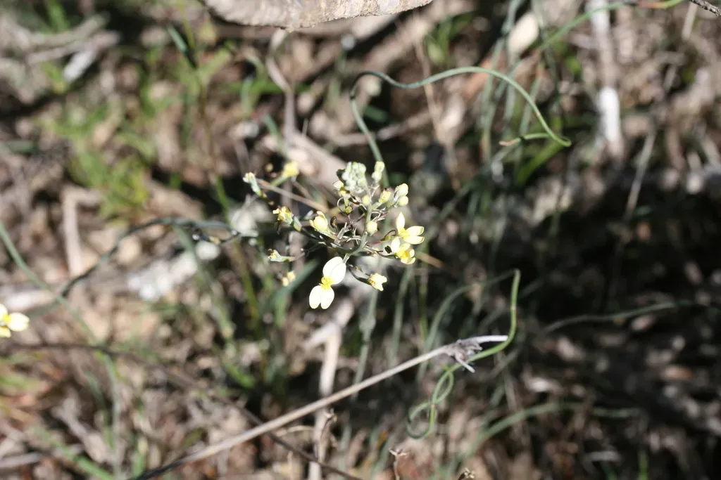 Stylidium Zeicolor
