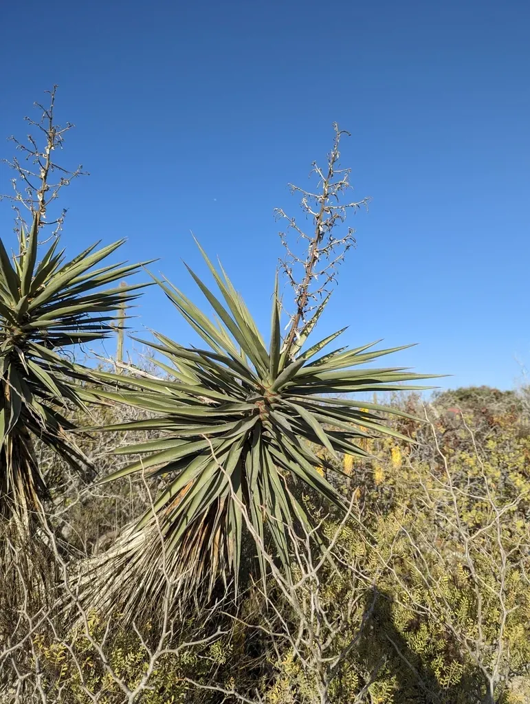 Cape Region Yucca