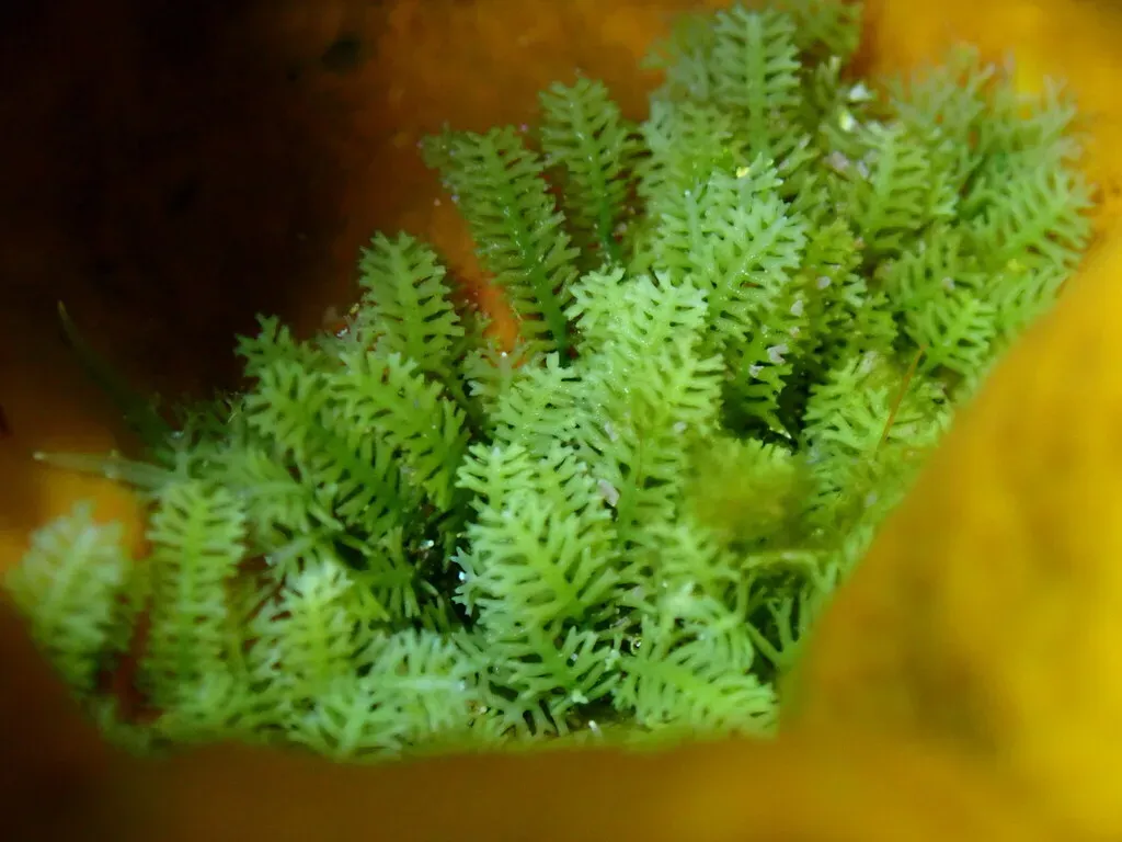 Bottlebrush Green Seaweed
