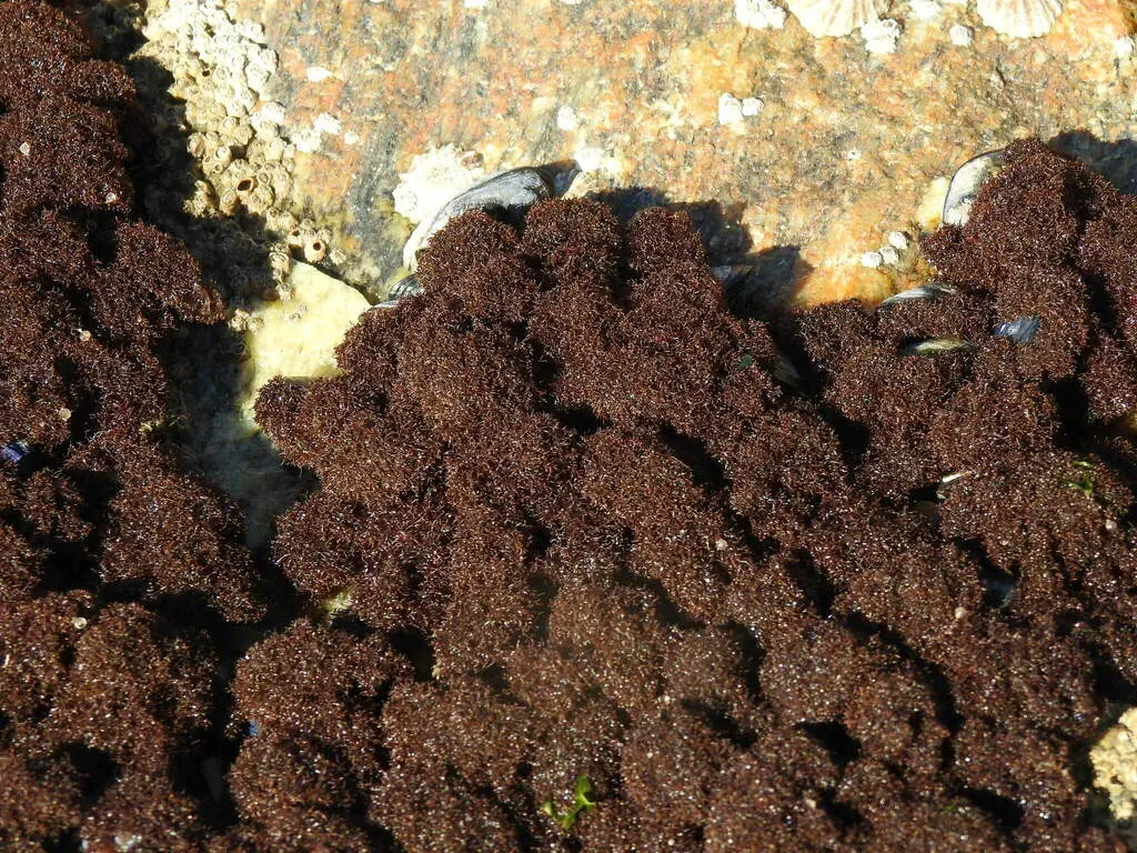 Caulacanthus Ustulatus