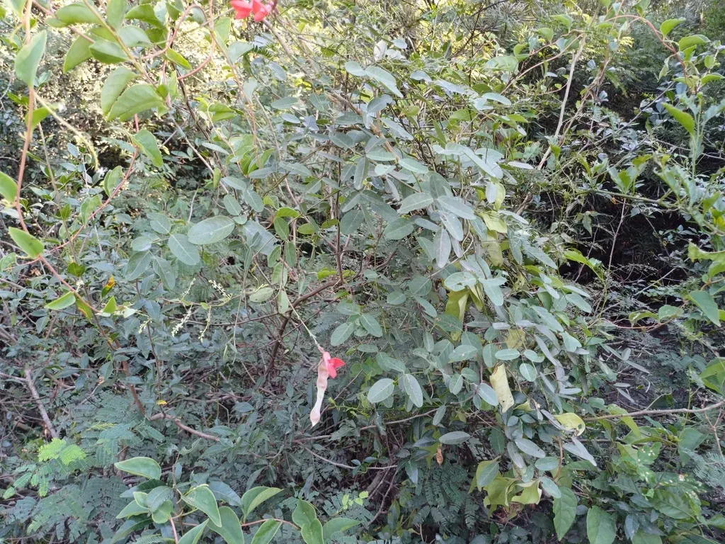 Camptosema Rubicundum