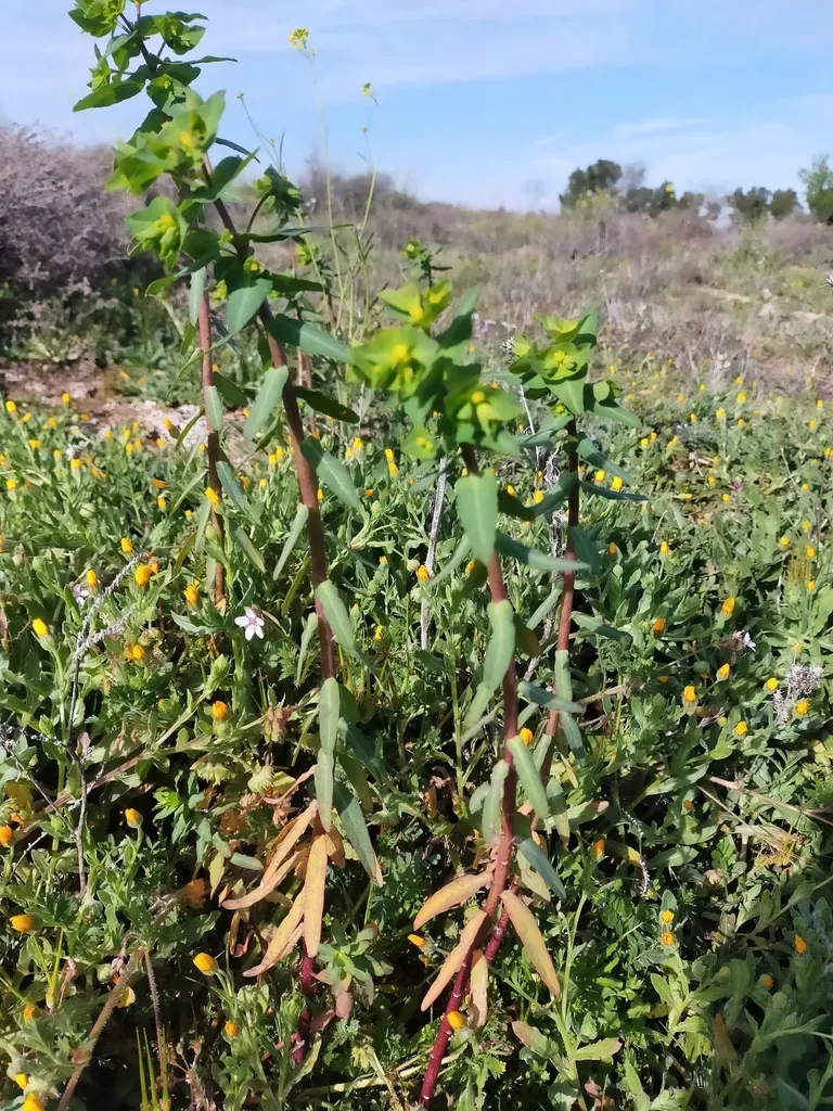 Euphorbia Lagascae