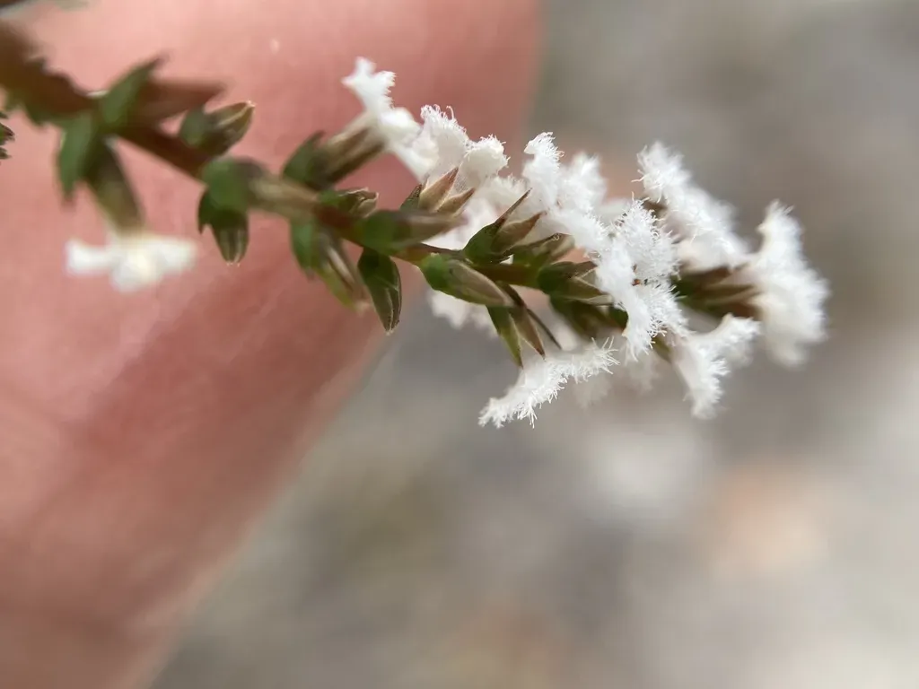 Leucopogon Glabellus