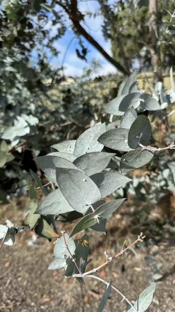 Risdon Peppermint Gum