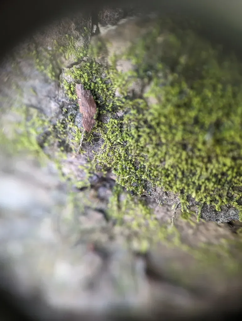 Biddlecome's Pouncewort