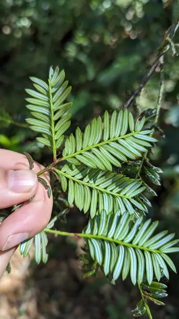 Pectinopitys Standleyi