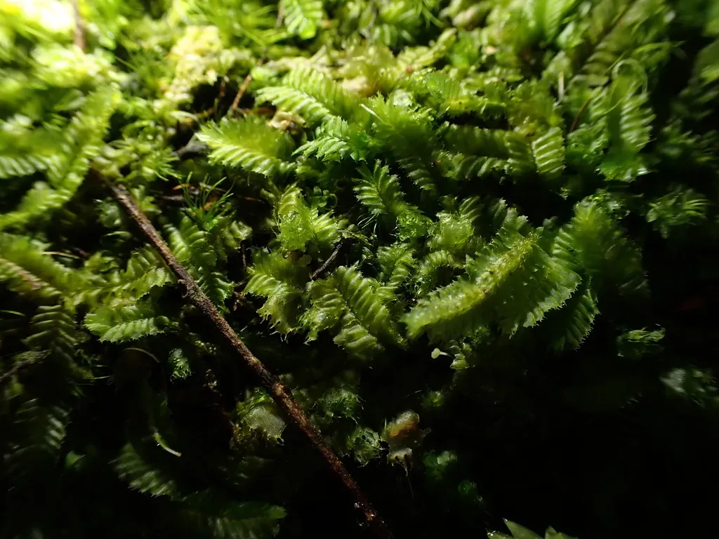 Heteroscyphus Fissistipus