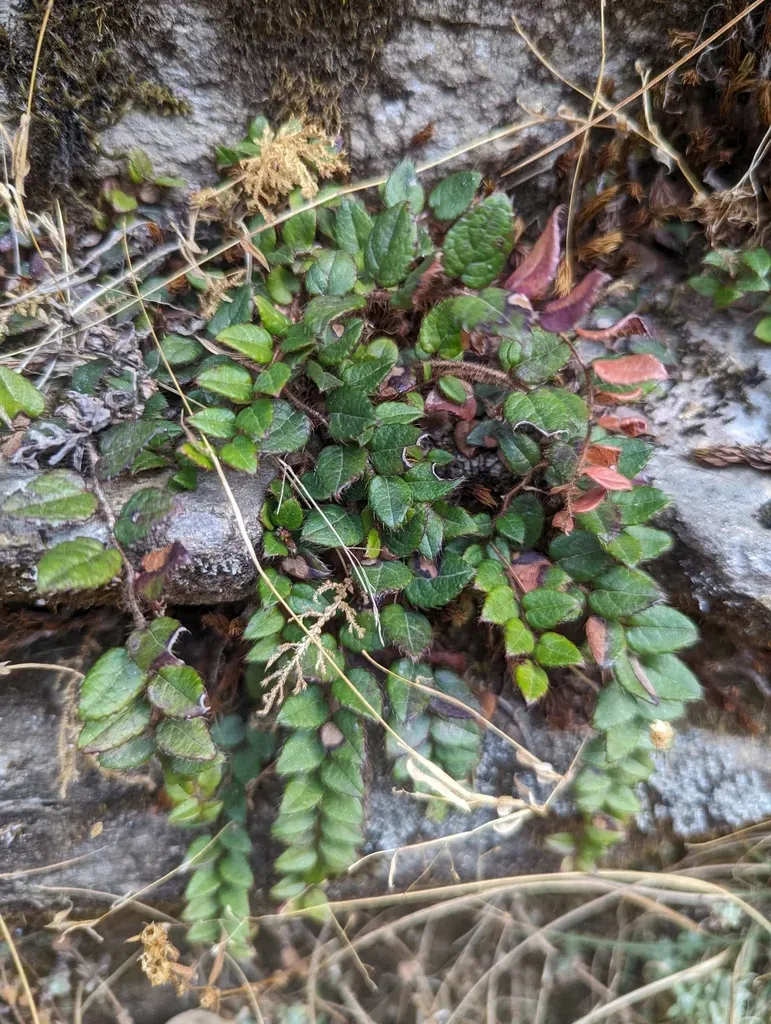 Gaultheria Nummularioides