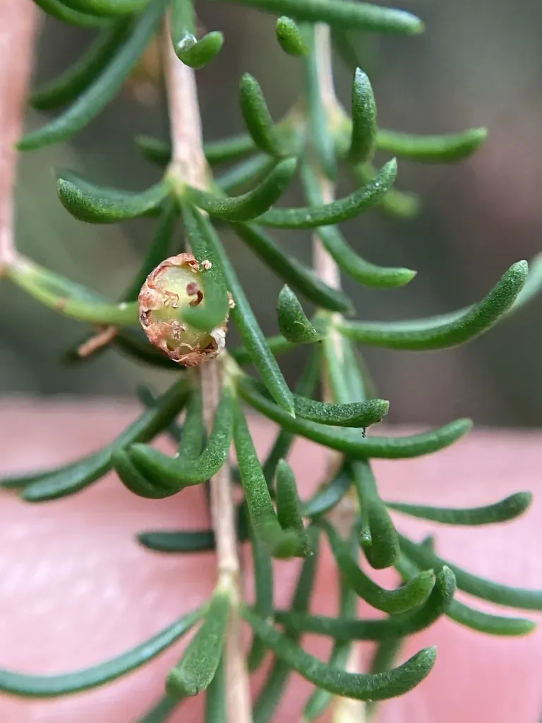 Astartea Leptophylla