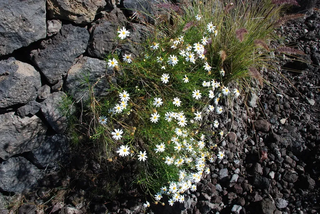 Argyranthemum Gracile