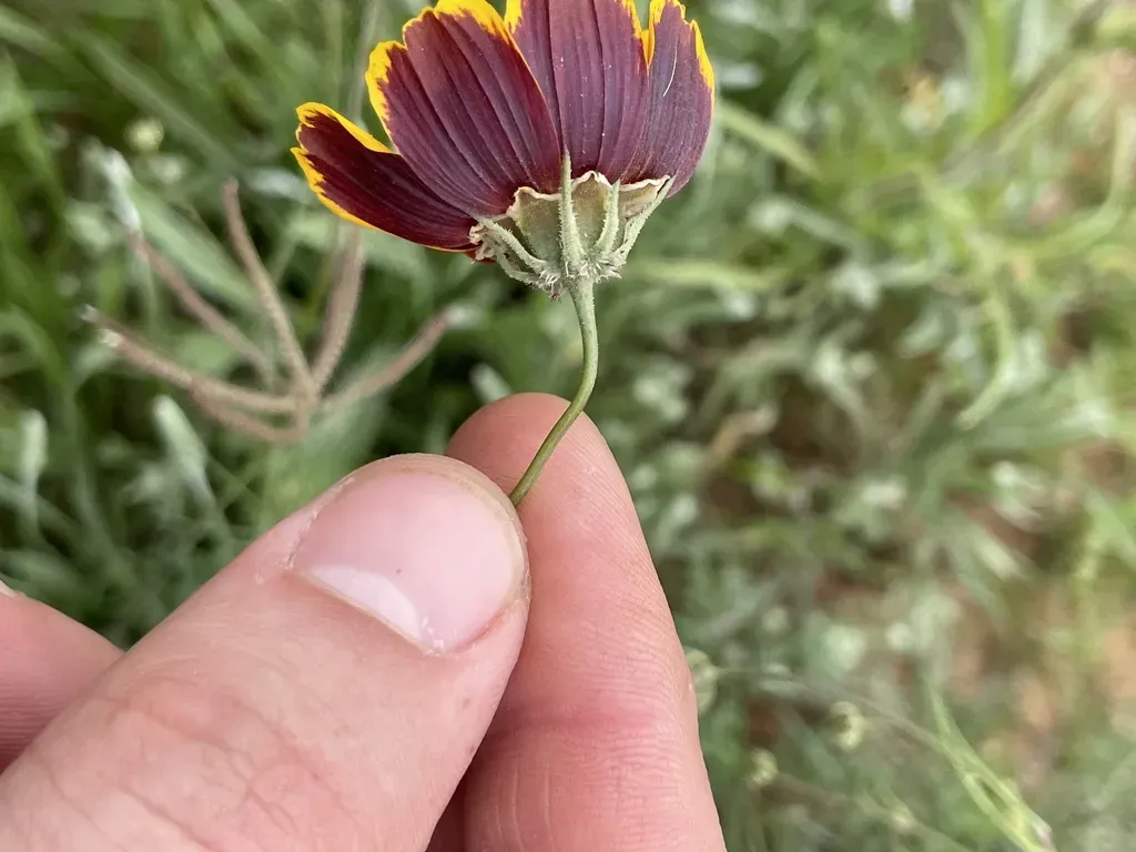 Burridge Greenthread