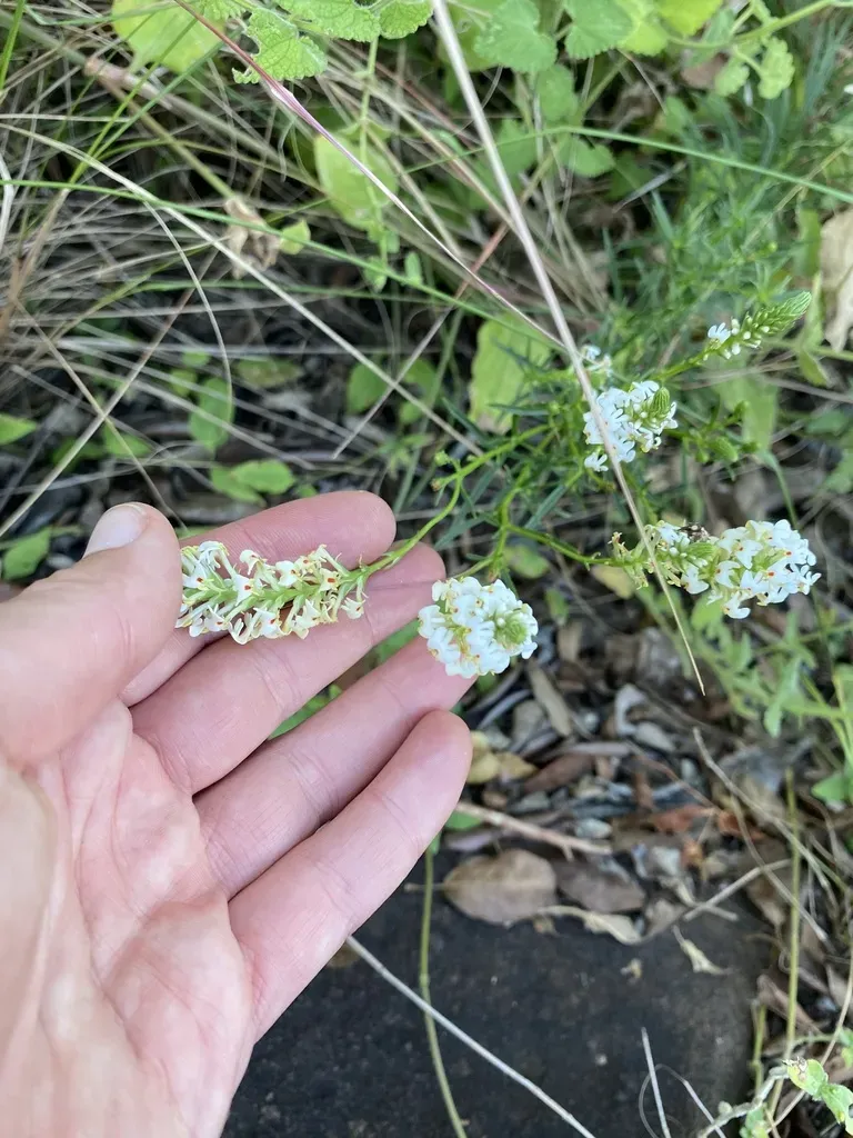 Eastern Shrubby Slugwort