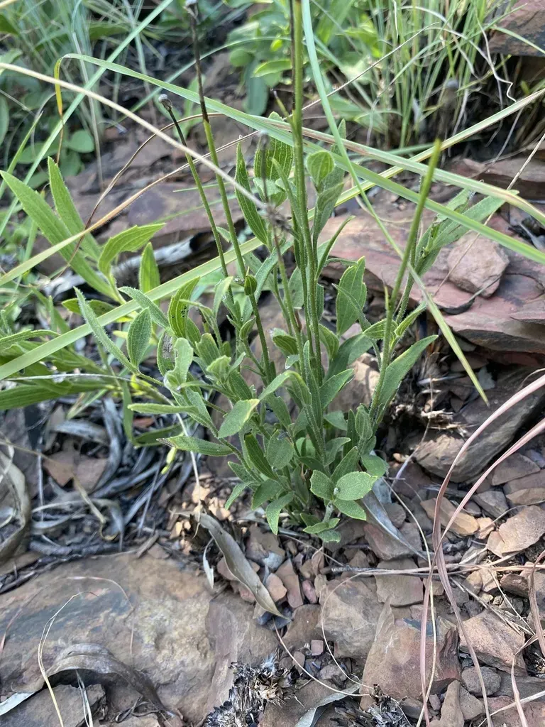 Afroaster Serrulatus