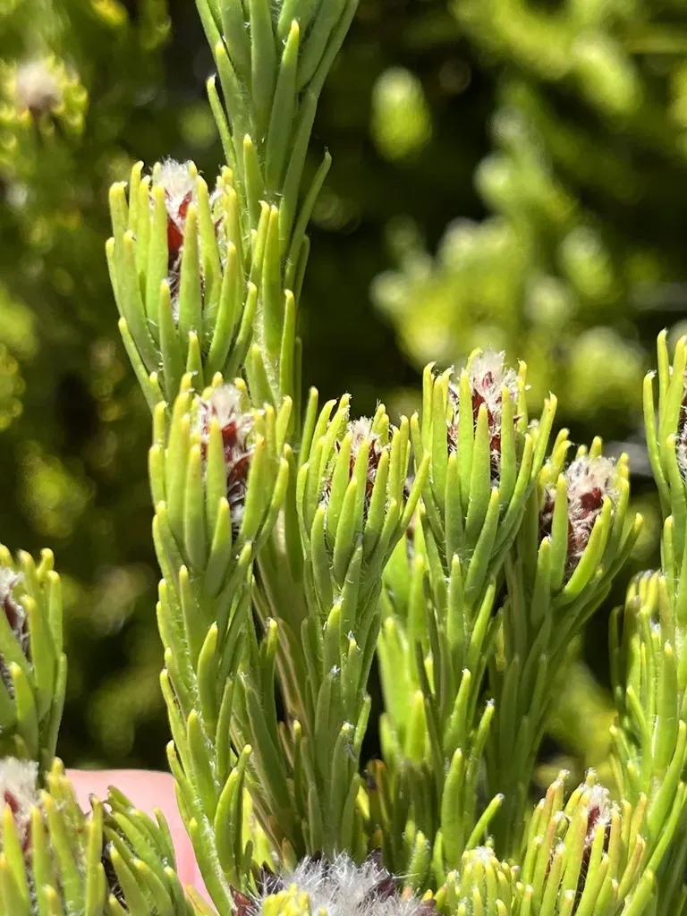 Woolly Conebush