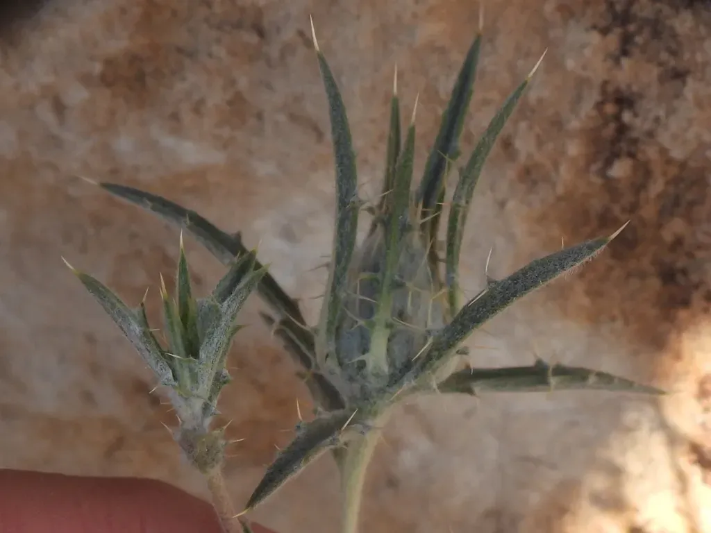 Atractylis Carduus