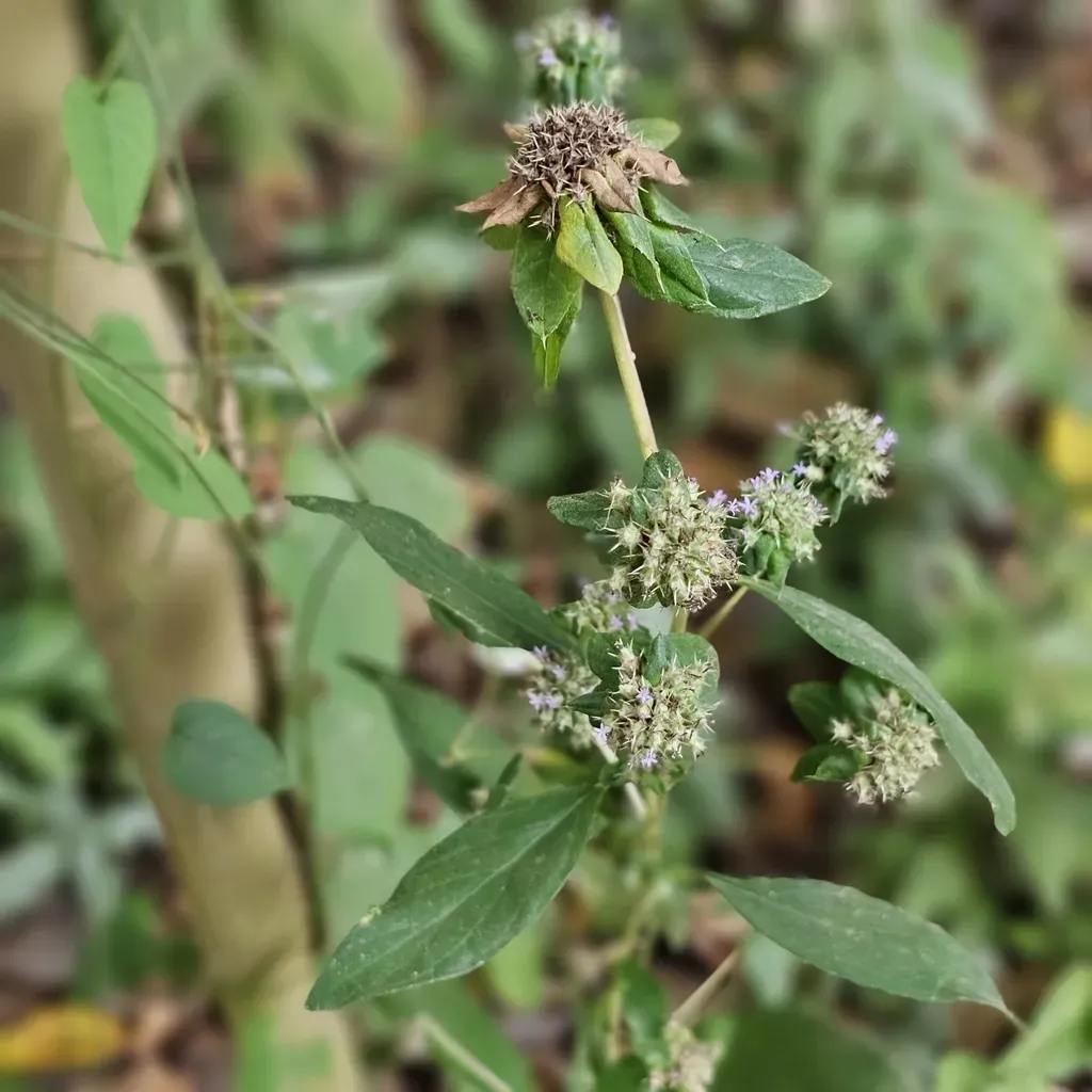 Spiracantha Cornifolia