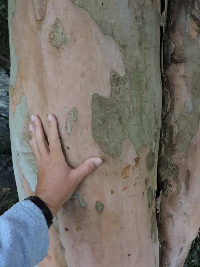 Myrcianthes Gigantea