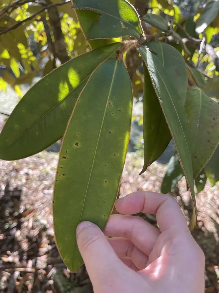 Adinandra Glischroloma