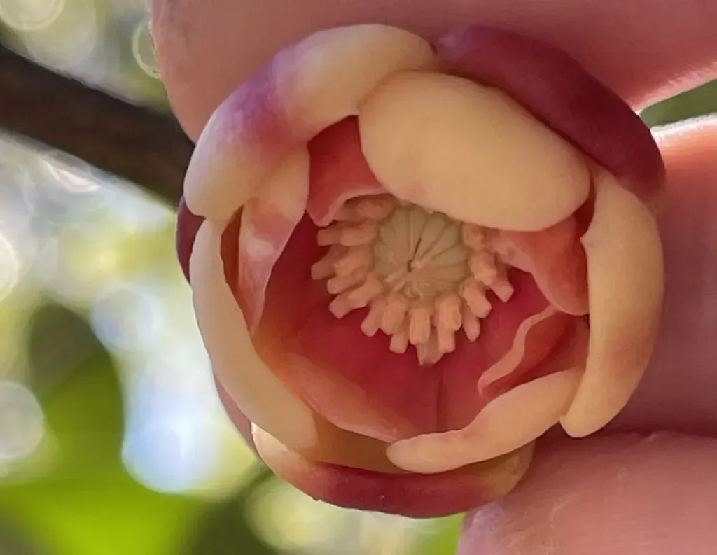 Illicium Leiophyllum