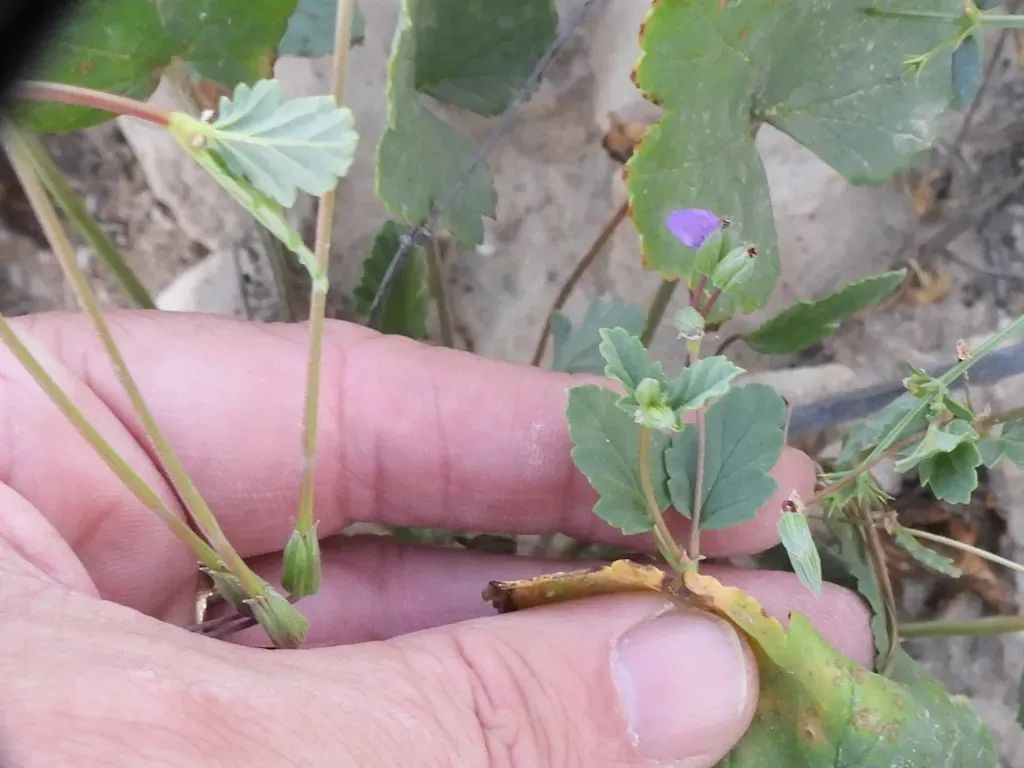 Erodium Glaucophyllum