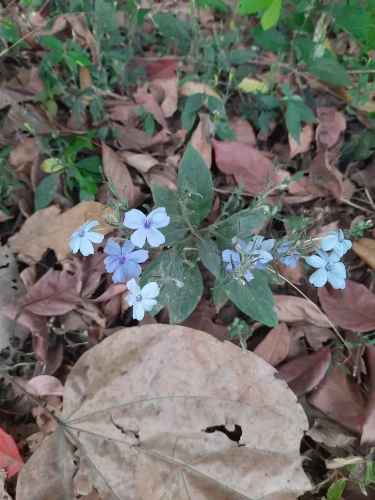 Konkan Eranthemum