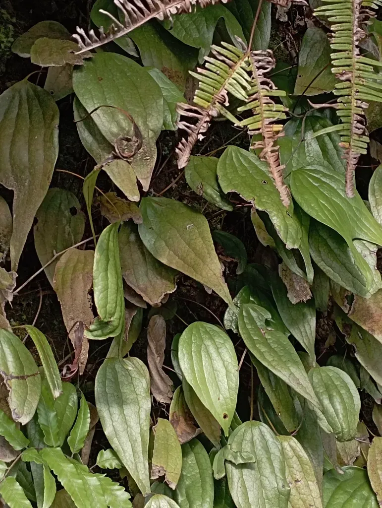 Cheiropleuria Integrifolia