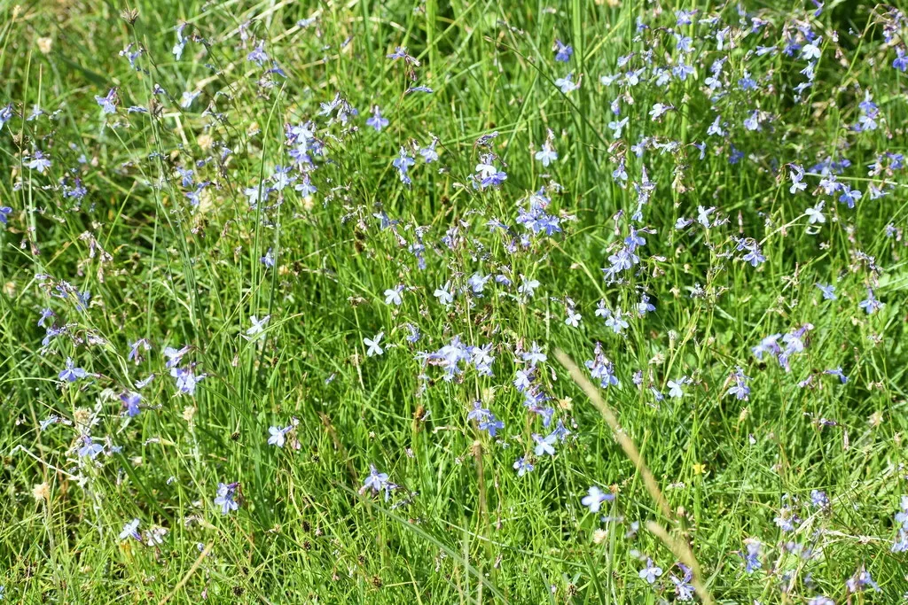 Lobelia Laxa