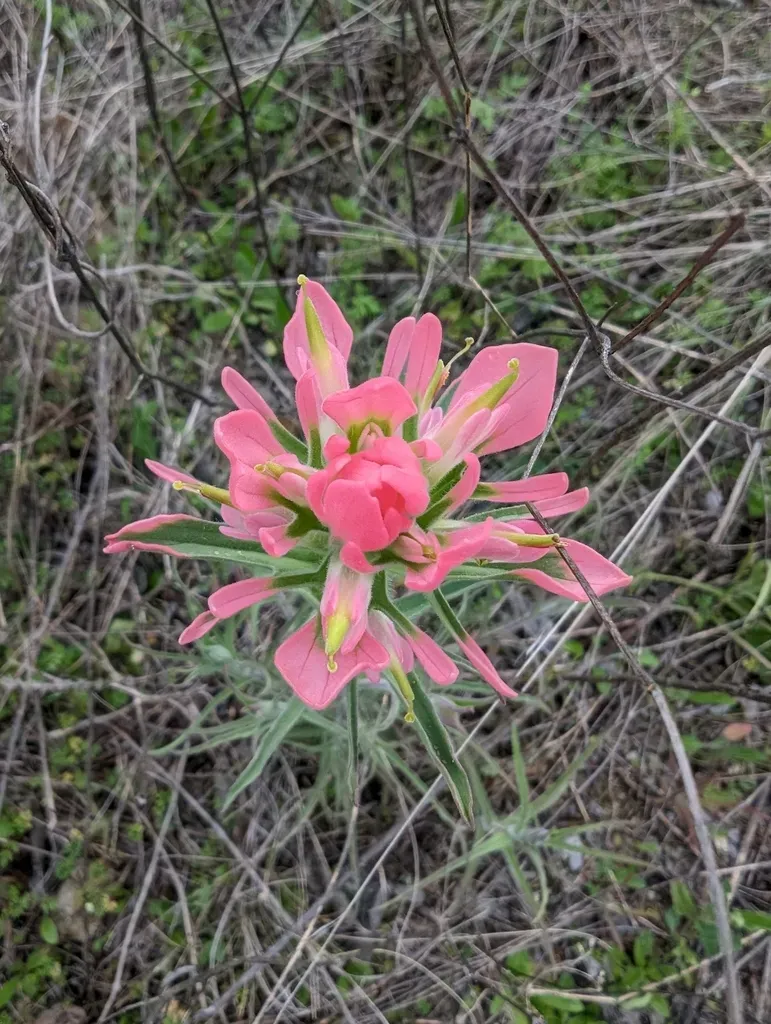 Hybrid Texas-purple Paintbrush