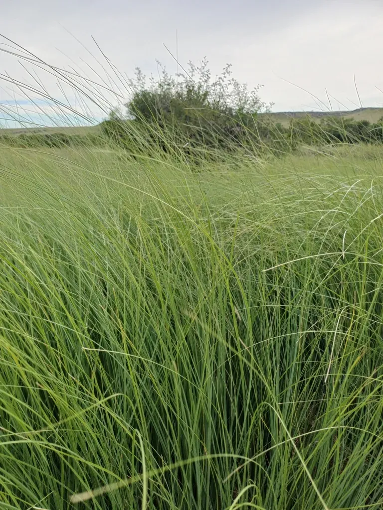 Coleataenia Prionitis