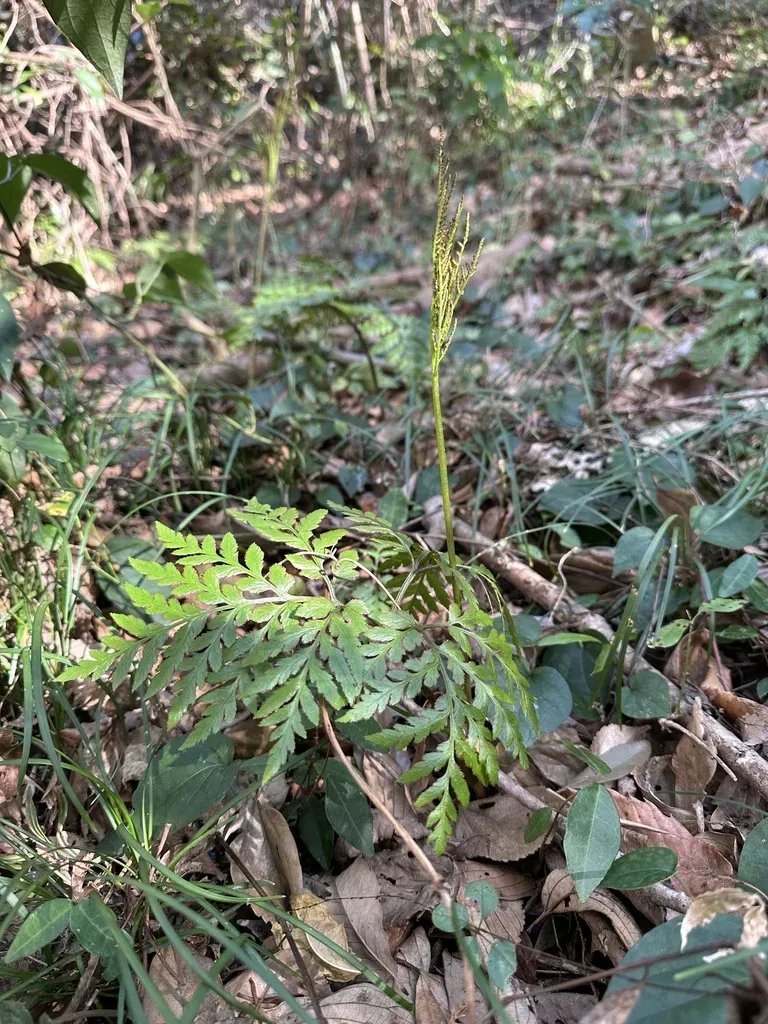 Sceptridium Ternatum