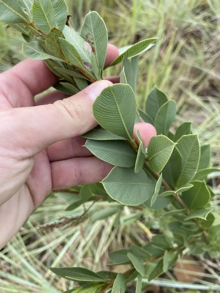 Pondo Currantrhus