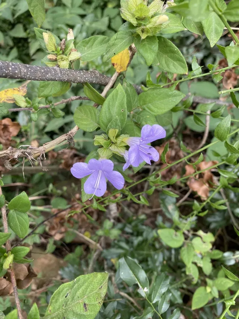 Barleria Gueinzii