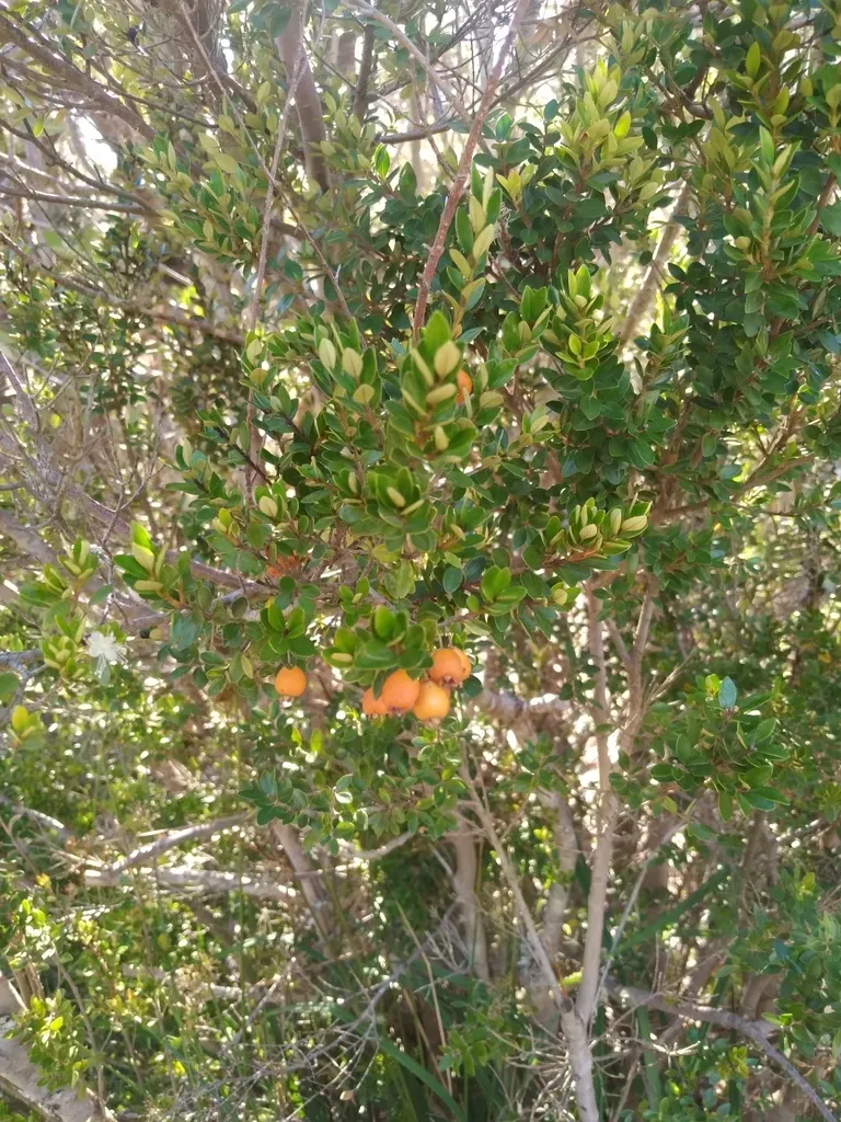 Myrceugenia Chrysocarpa