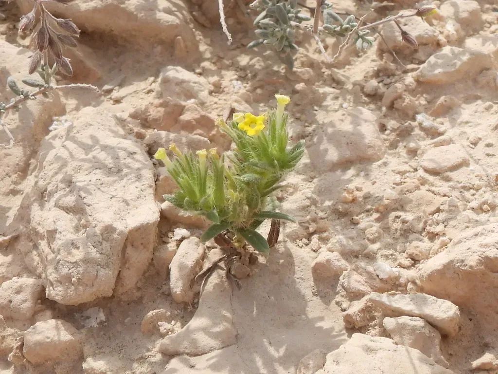 Arnebia Hispidissima