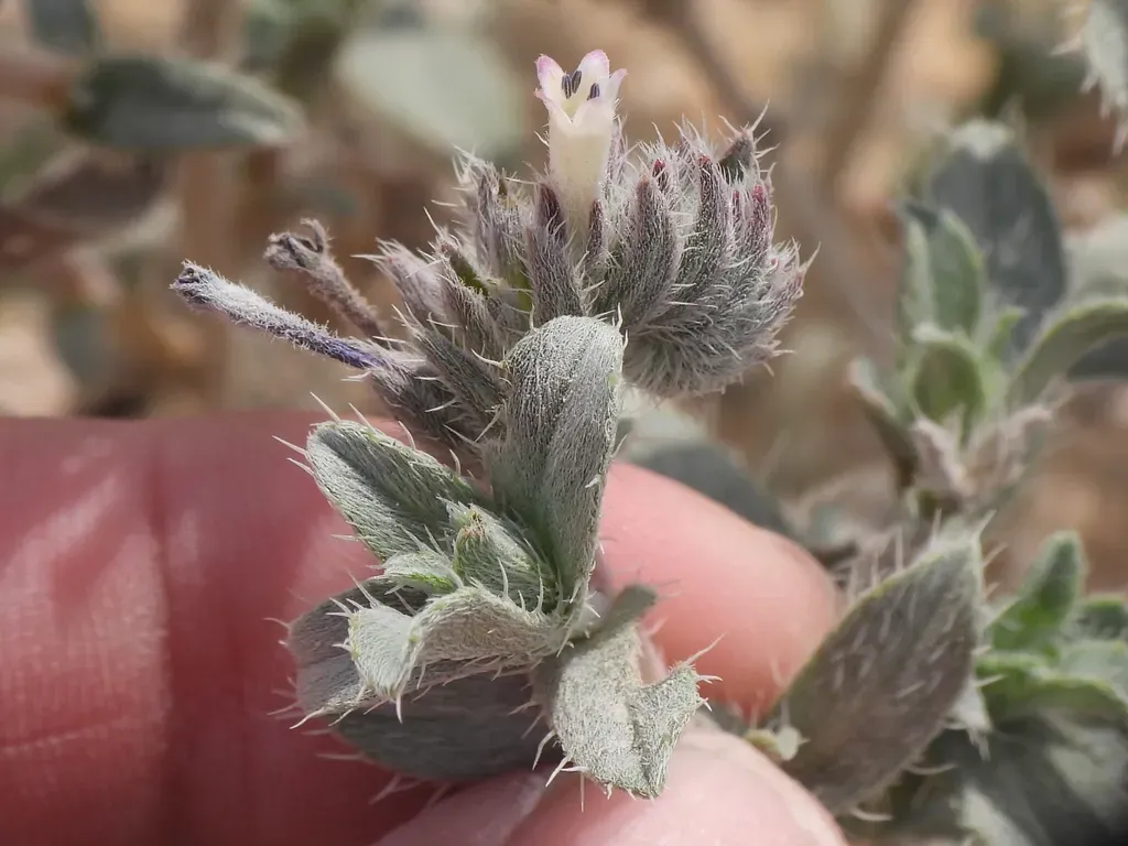 Callous-leaved Gromwell