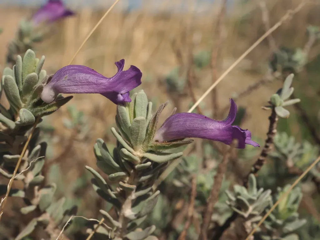 Eremophila Demissa