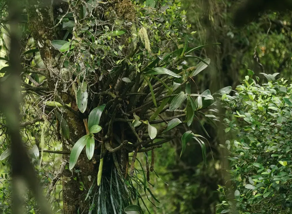 Dendrobium × Gracillimum