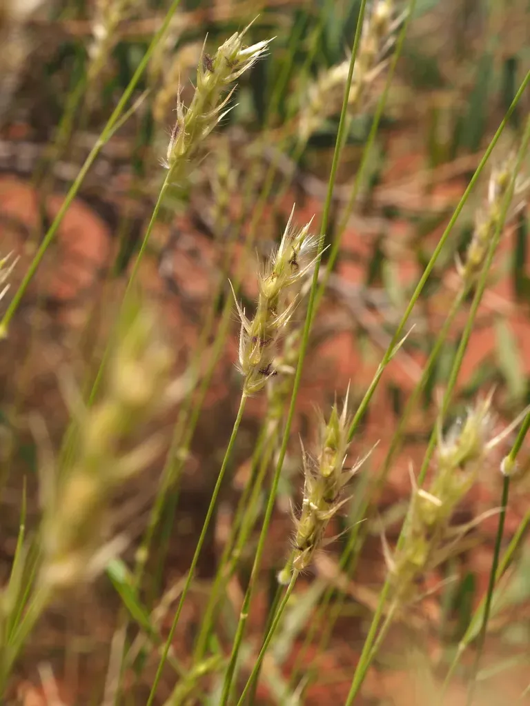 Paraneurachne Muelleri