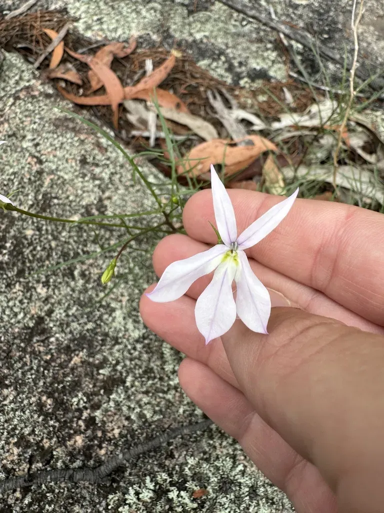 Lithotoma Anethifolia