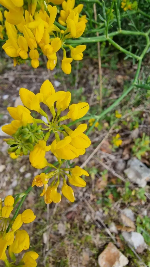 Rush-like Scorpion Vetch