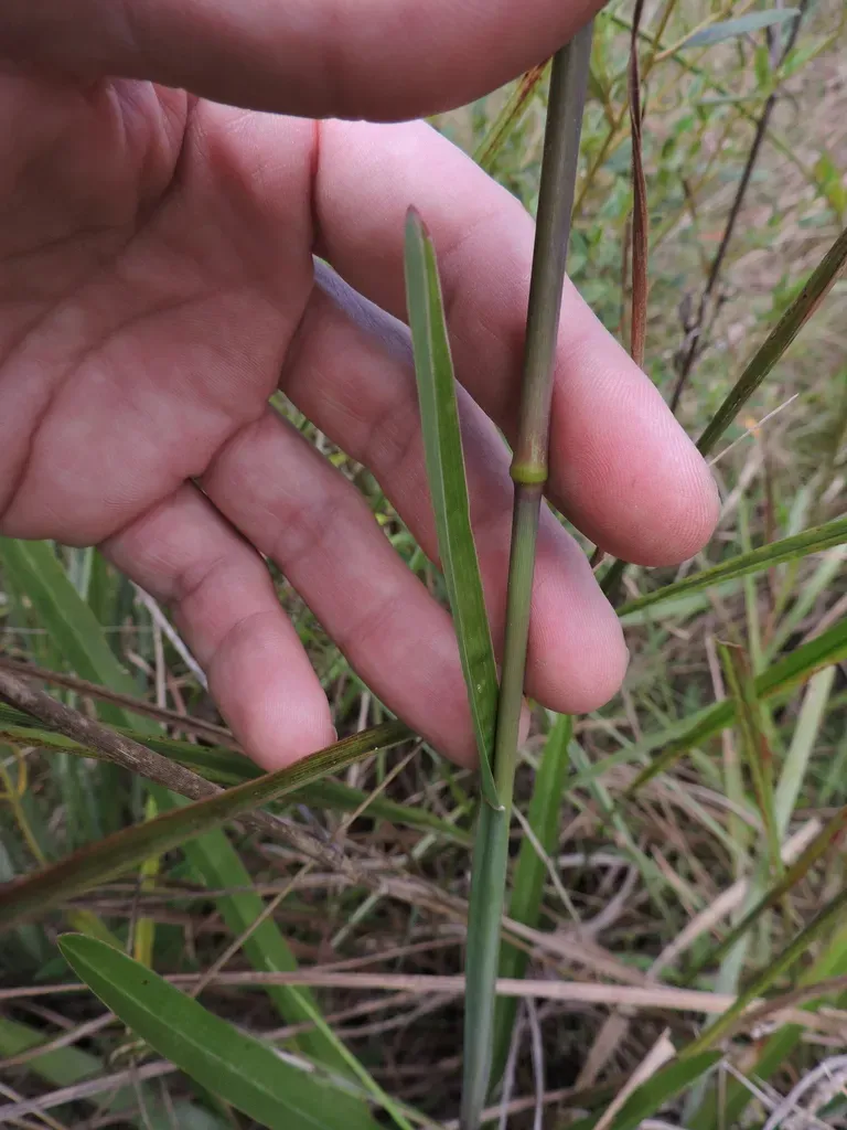 Eustachys Distichophylla