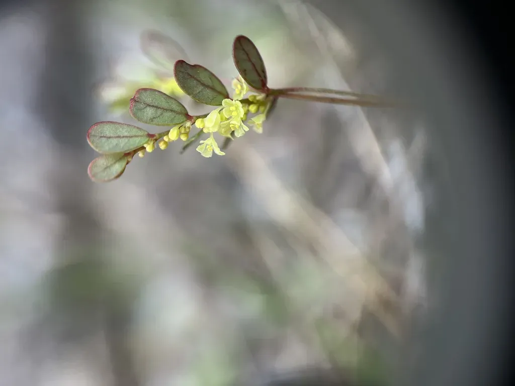 Five-petal Leaf-flower