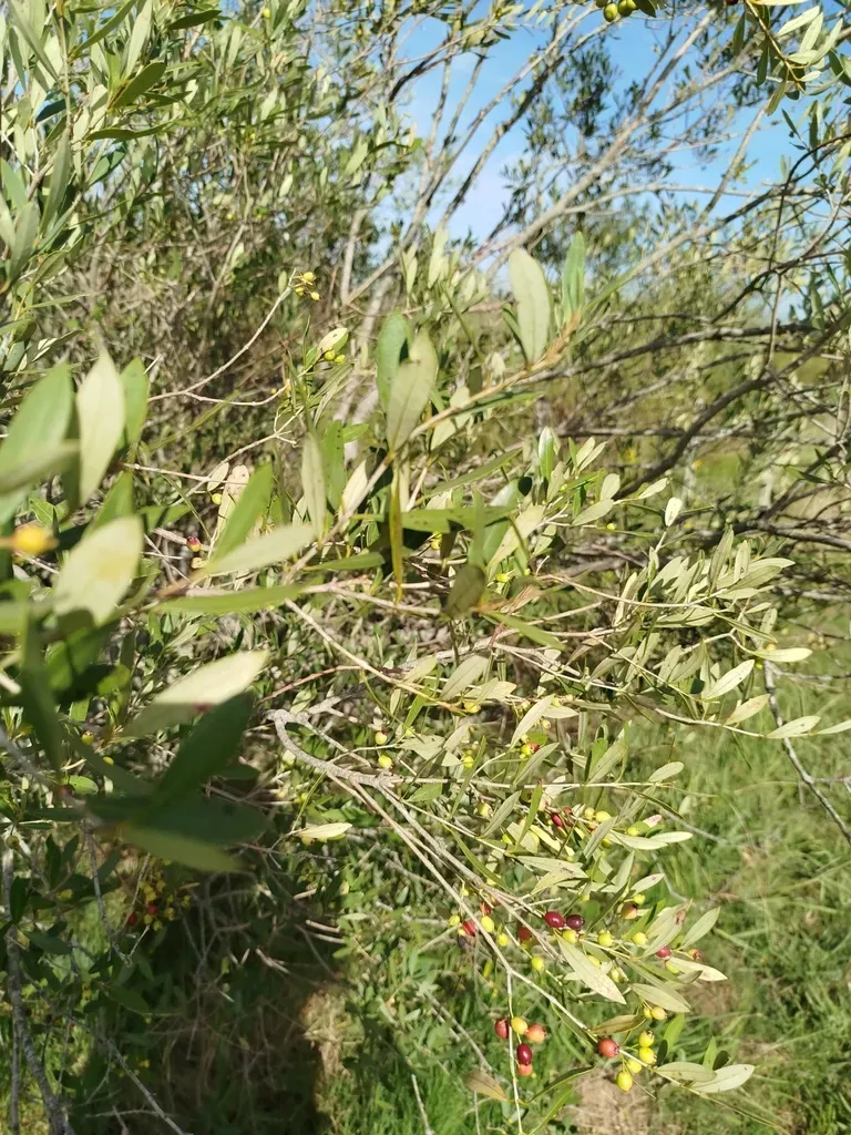 Myrceugenia Glaucescens