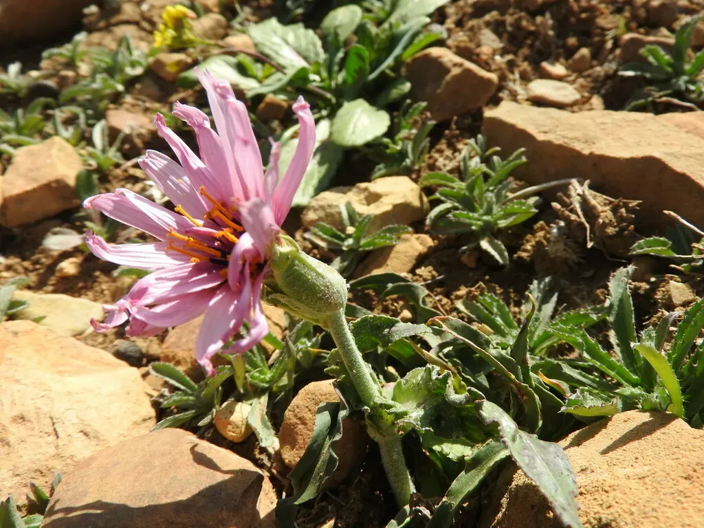 Pseudopodospermum Undulatum