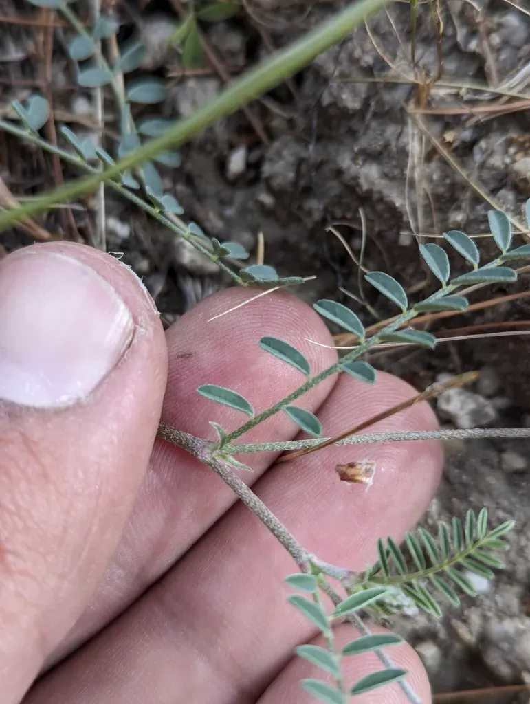Astragalus Francisquitensis