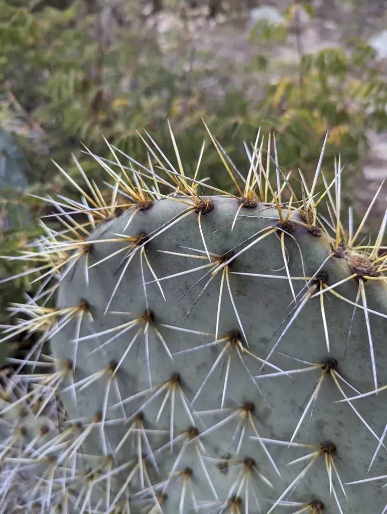 Opuntia Lagunae