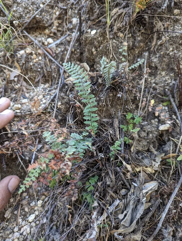 Myriopteris Peninsularis